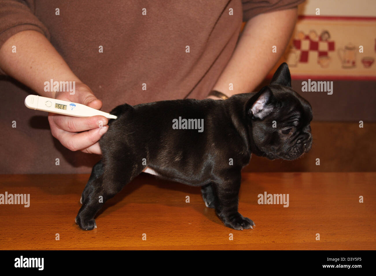 Veterinary taking temperature to a Dog French Bulldog puppy Stock Photo