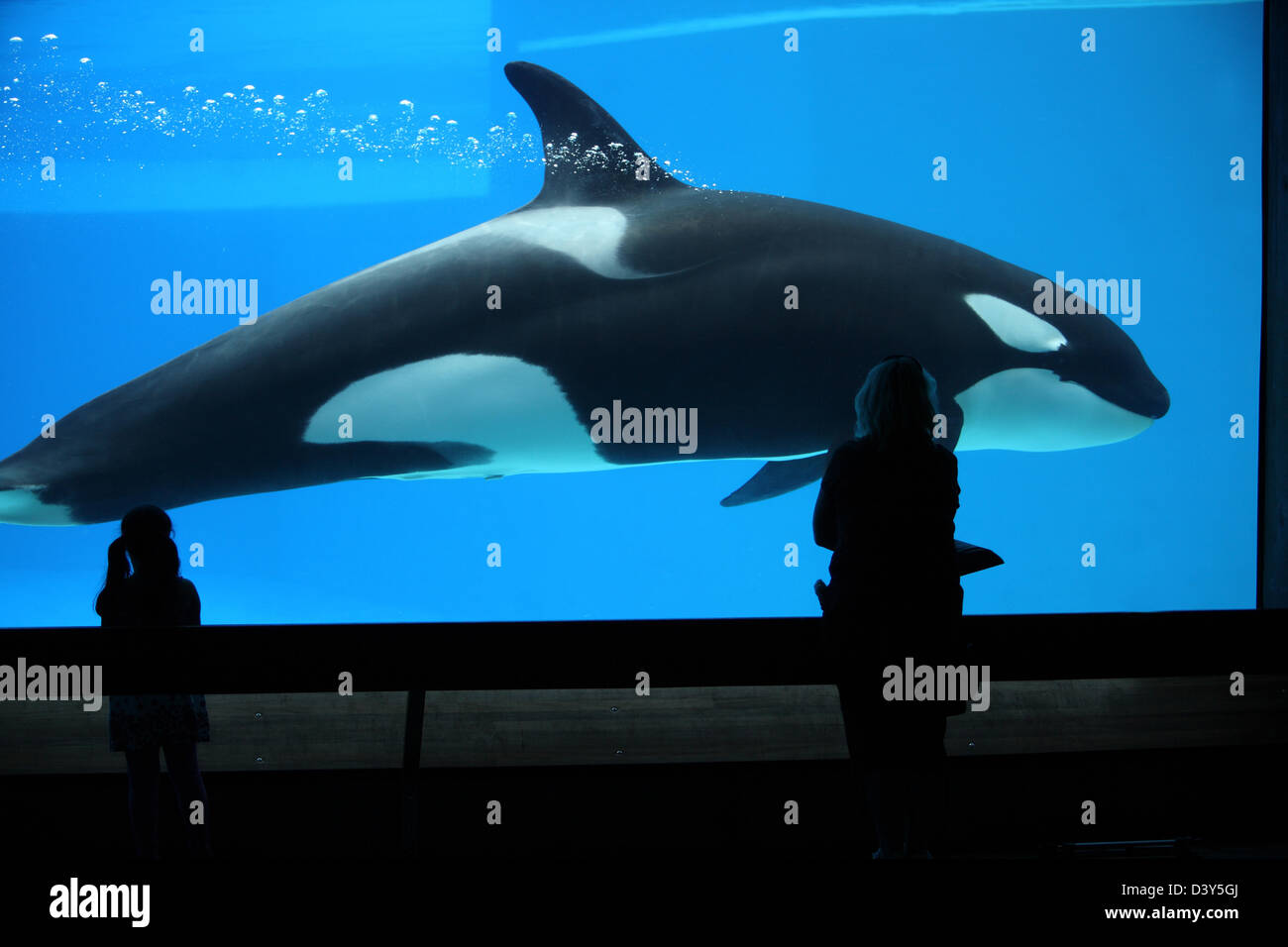 killer whale in aquarium Stock Photo Alamy
