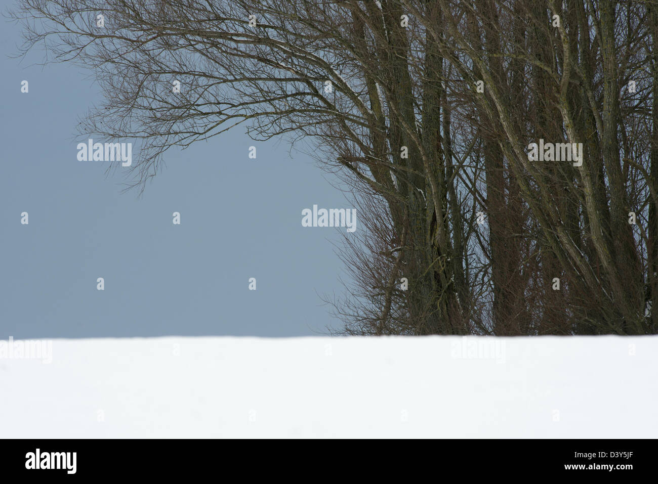 Winter landscape group trees hi-res stock photography and images - Alamy