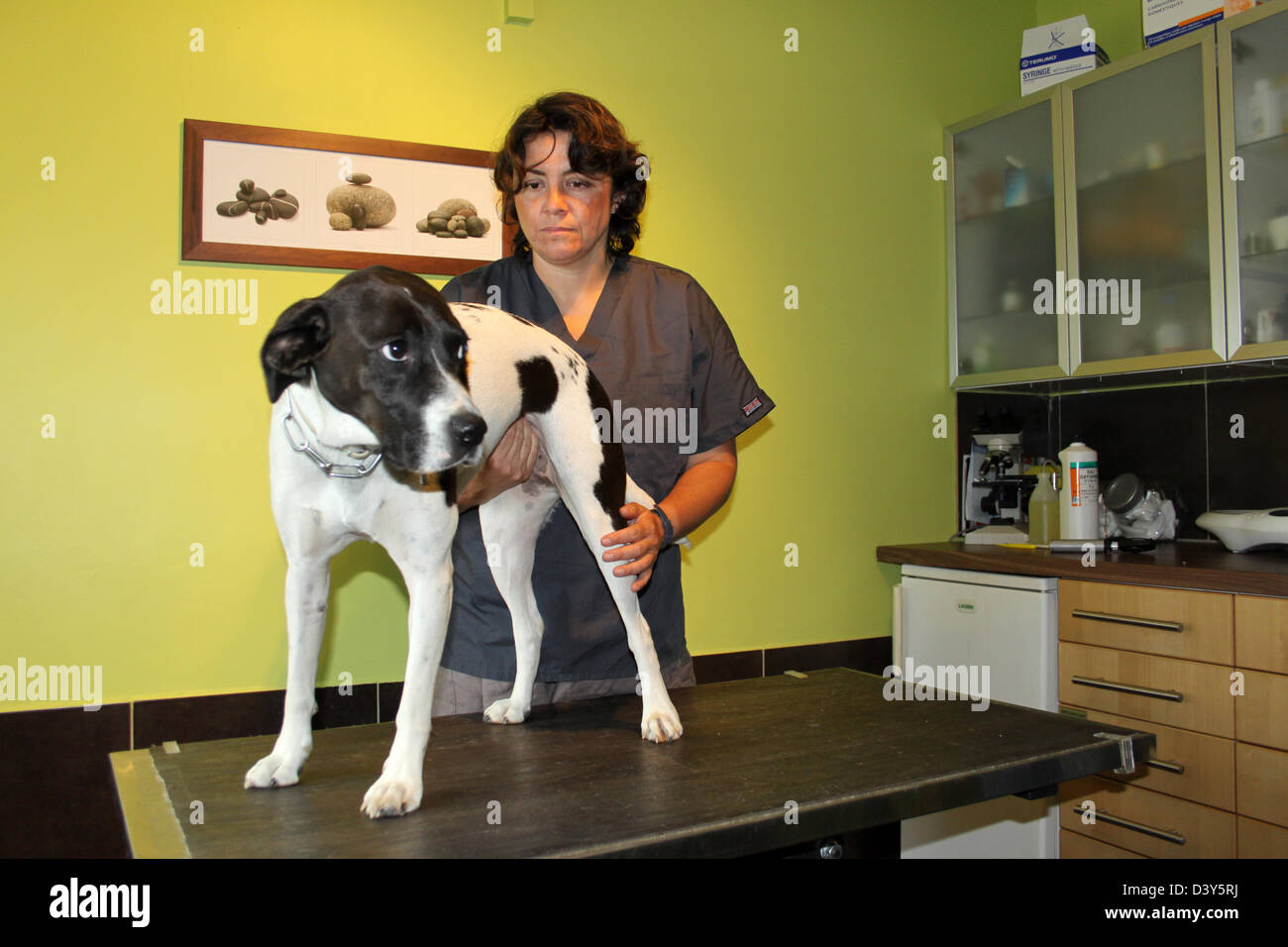 Dog bastard veterinary examination Stock Photo Alamy