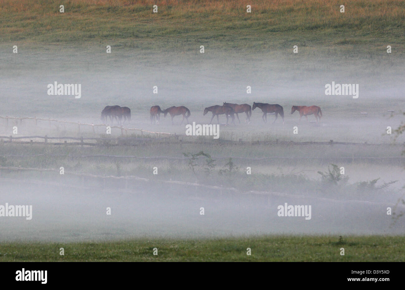 Görlsdorf, Germany, Horses in the fog on the pasture Stock Photo
