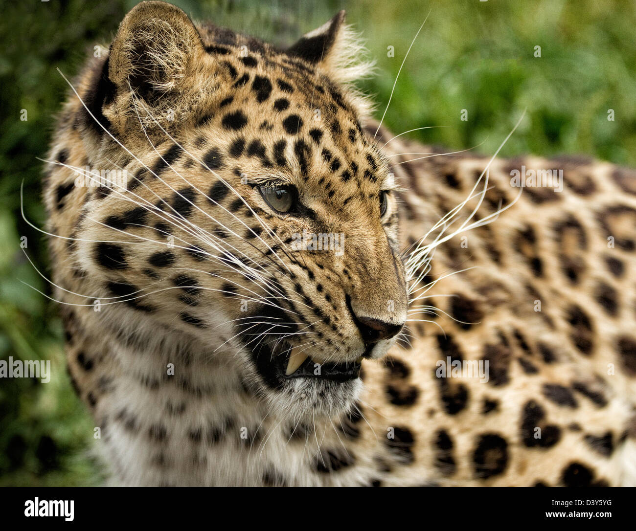 Amur Leopard Endangered High Resolution Stock Photography and Images ...