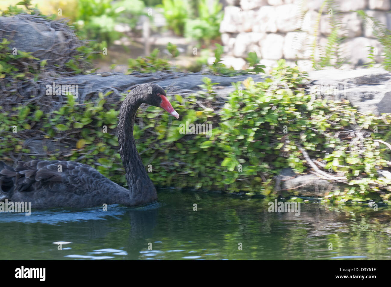 The black swan Stock Photo