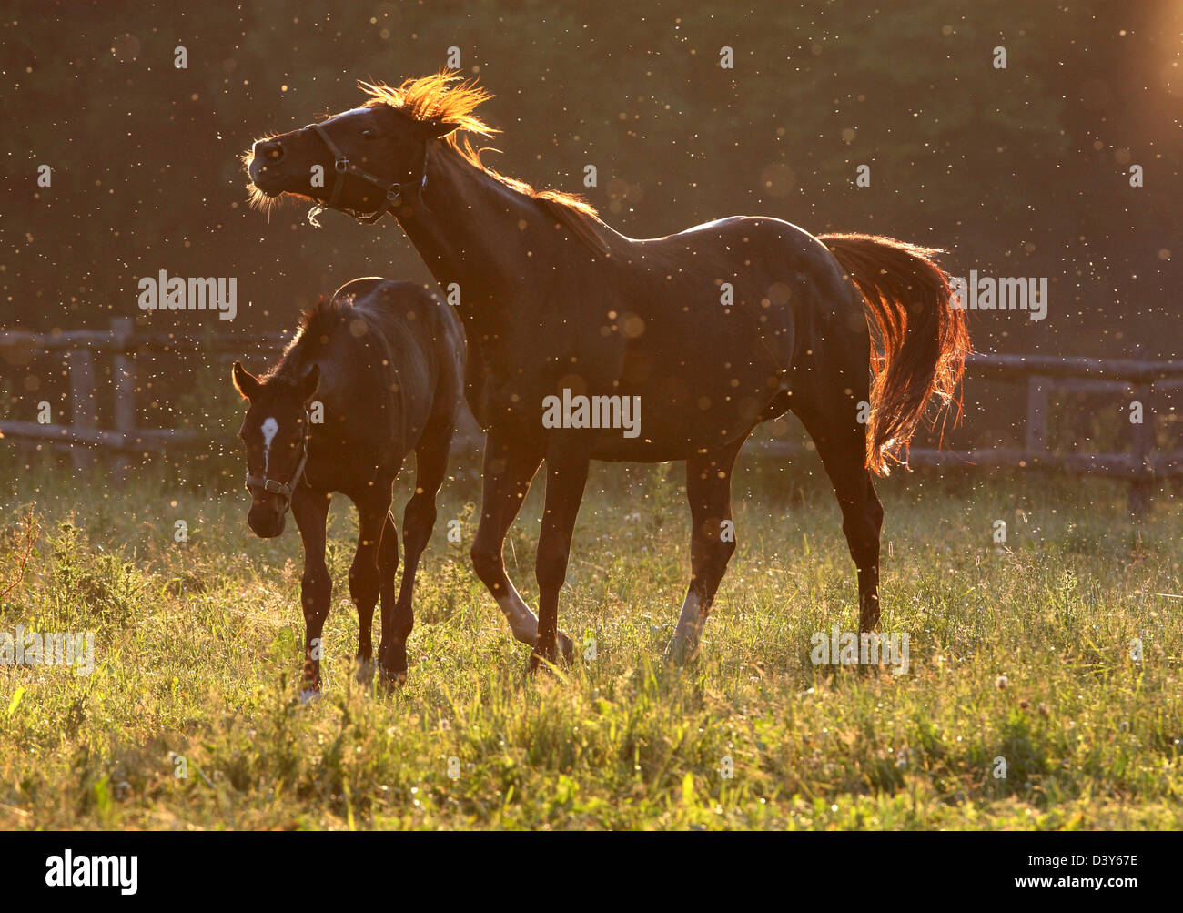 Görlsdorf, Germany, mare and foal plagued by flies in the pasture Stock Photo