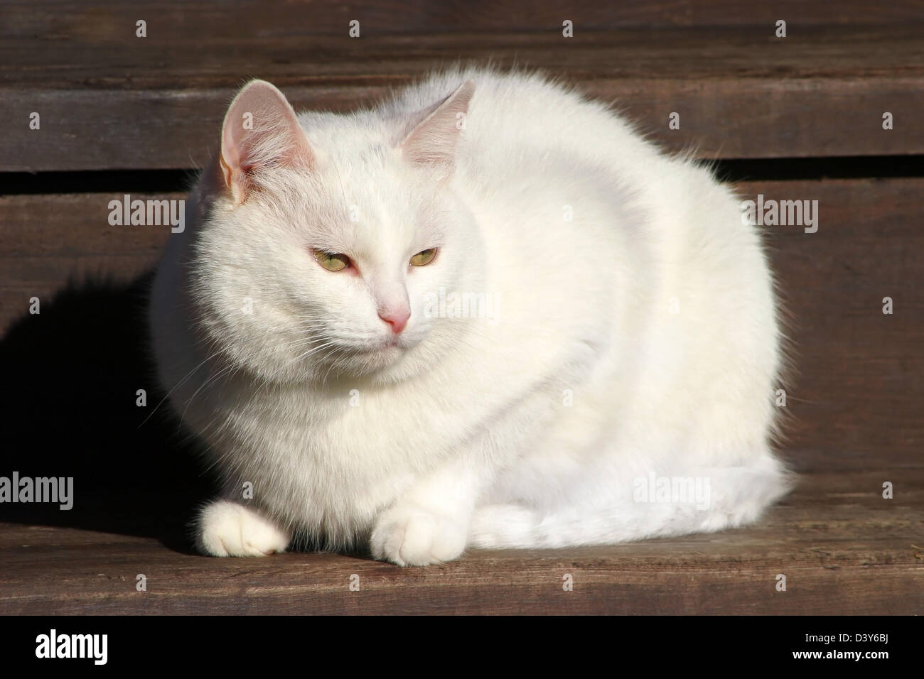 White cat sitting on the wooden stairs in the village Stock Photo - Alamy