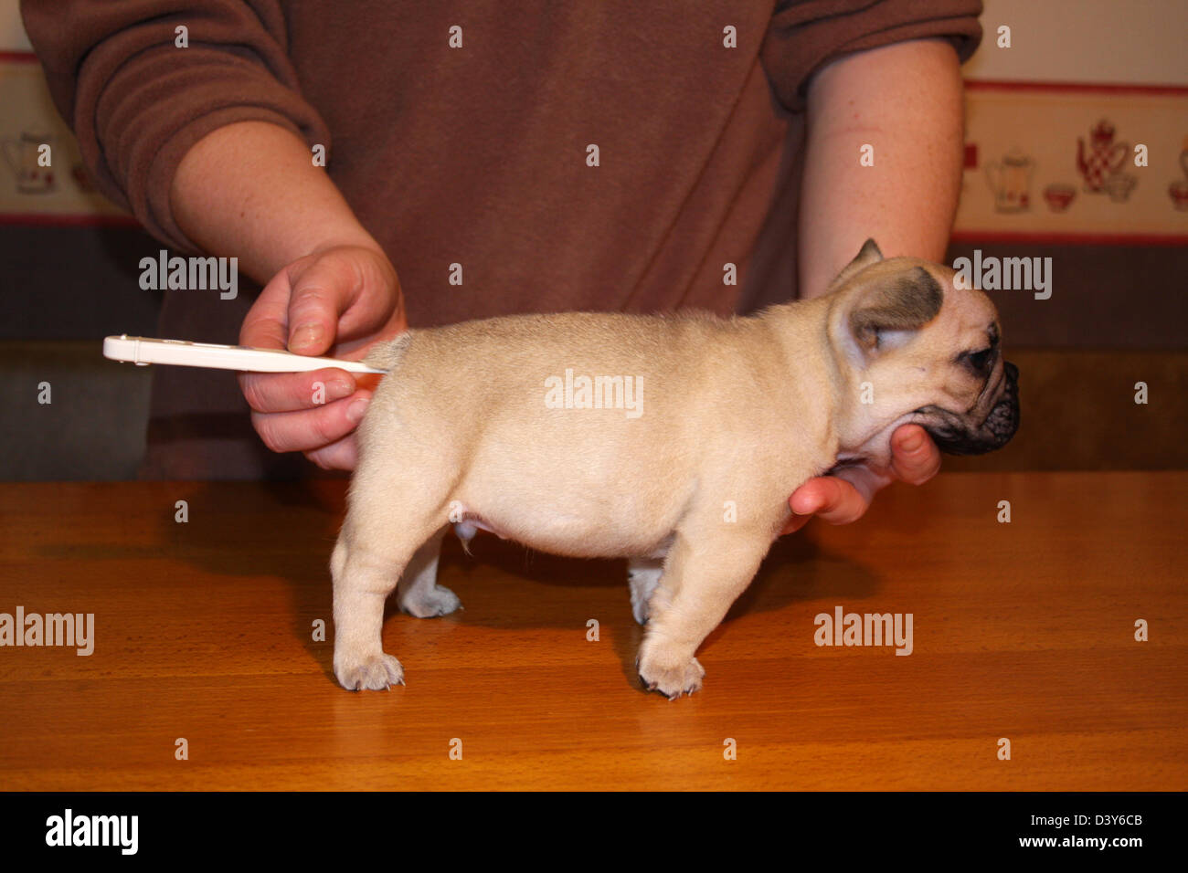 Veterinary taking temperature to a Dog French Bulldog puppy Stock Photo