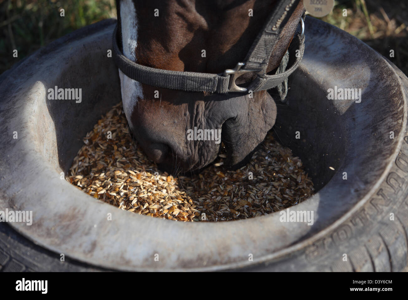 Görlsdorf, Germany, horse eats oats out of a car tire Stock Photo