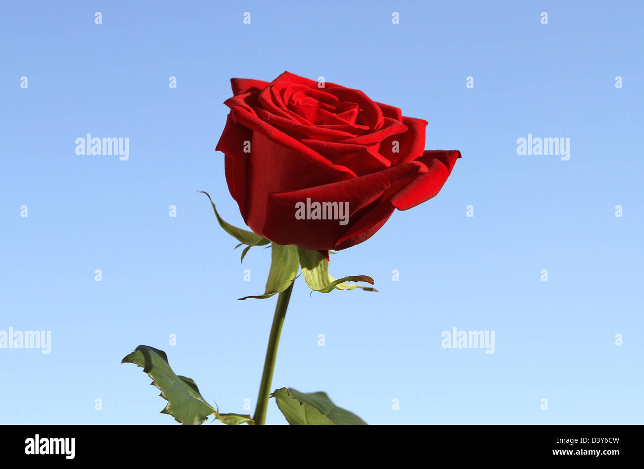 Berlin, Germany, Red Rose Stock Photo