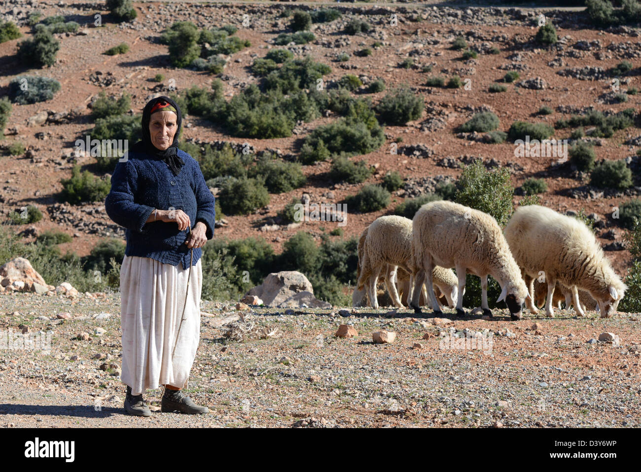 Berber woman in Morocco with her sheep. Stock Photo