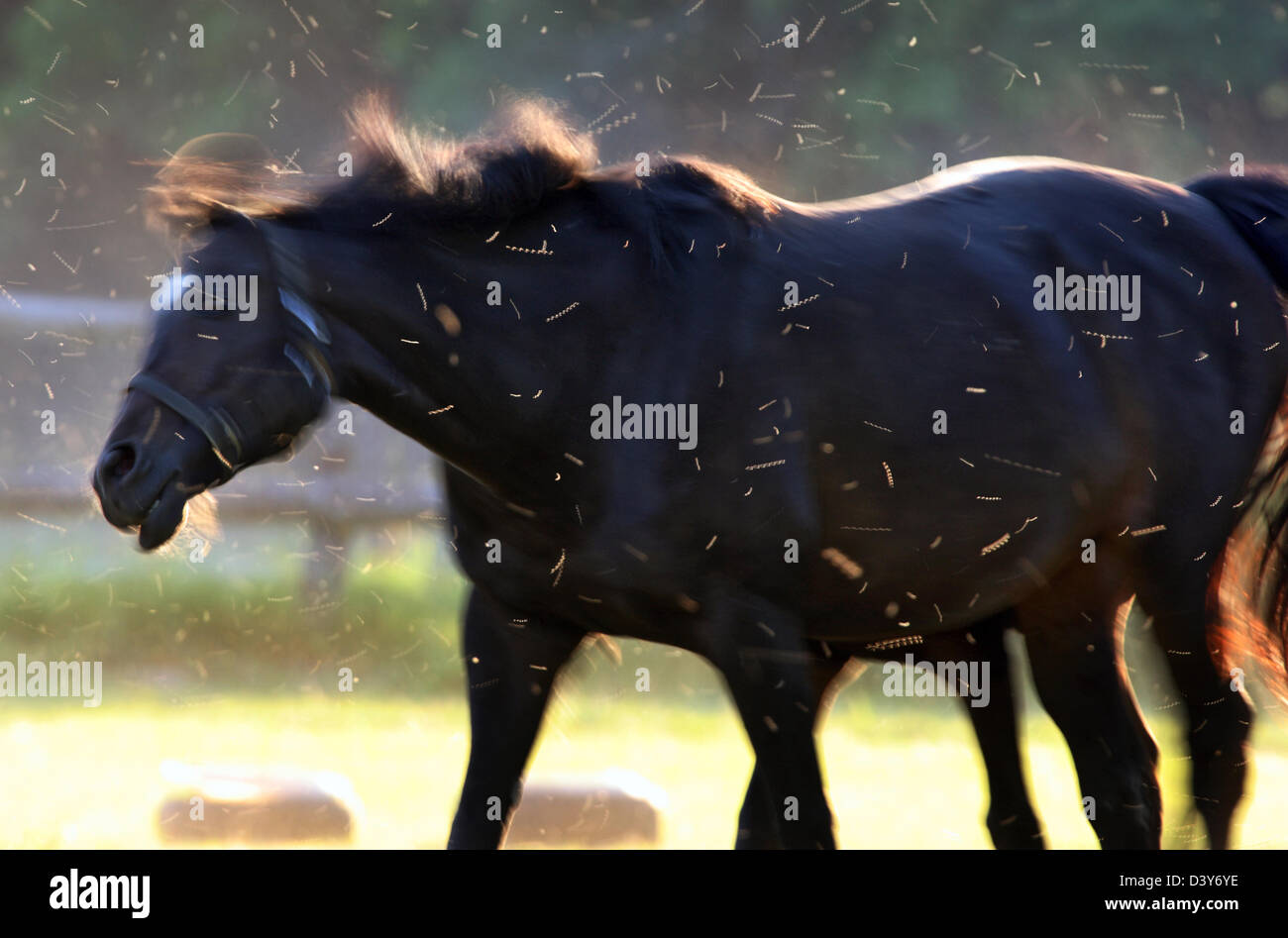 Görlsdorf, Germany, horse shakes itself to fly defense Stock Photo