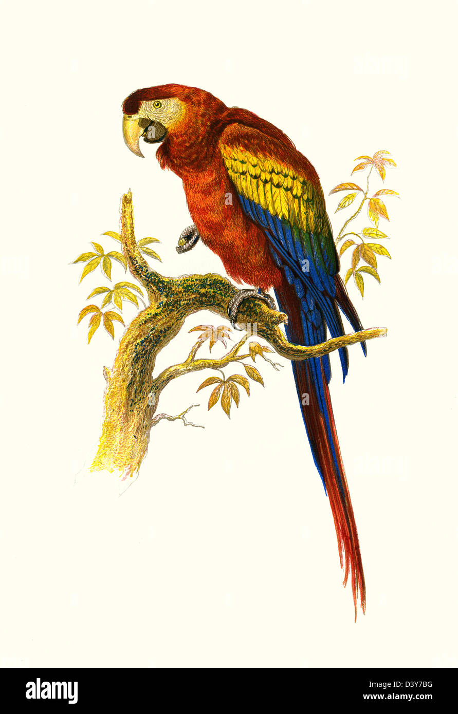 THE SCARLET MACAW PARROT High resolution enhanced scan of antiquarian Victorian colour plate from 1860's Cassell's Book of Birds THE SCARLET MACAW Stock Photo