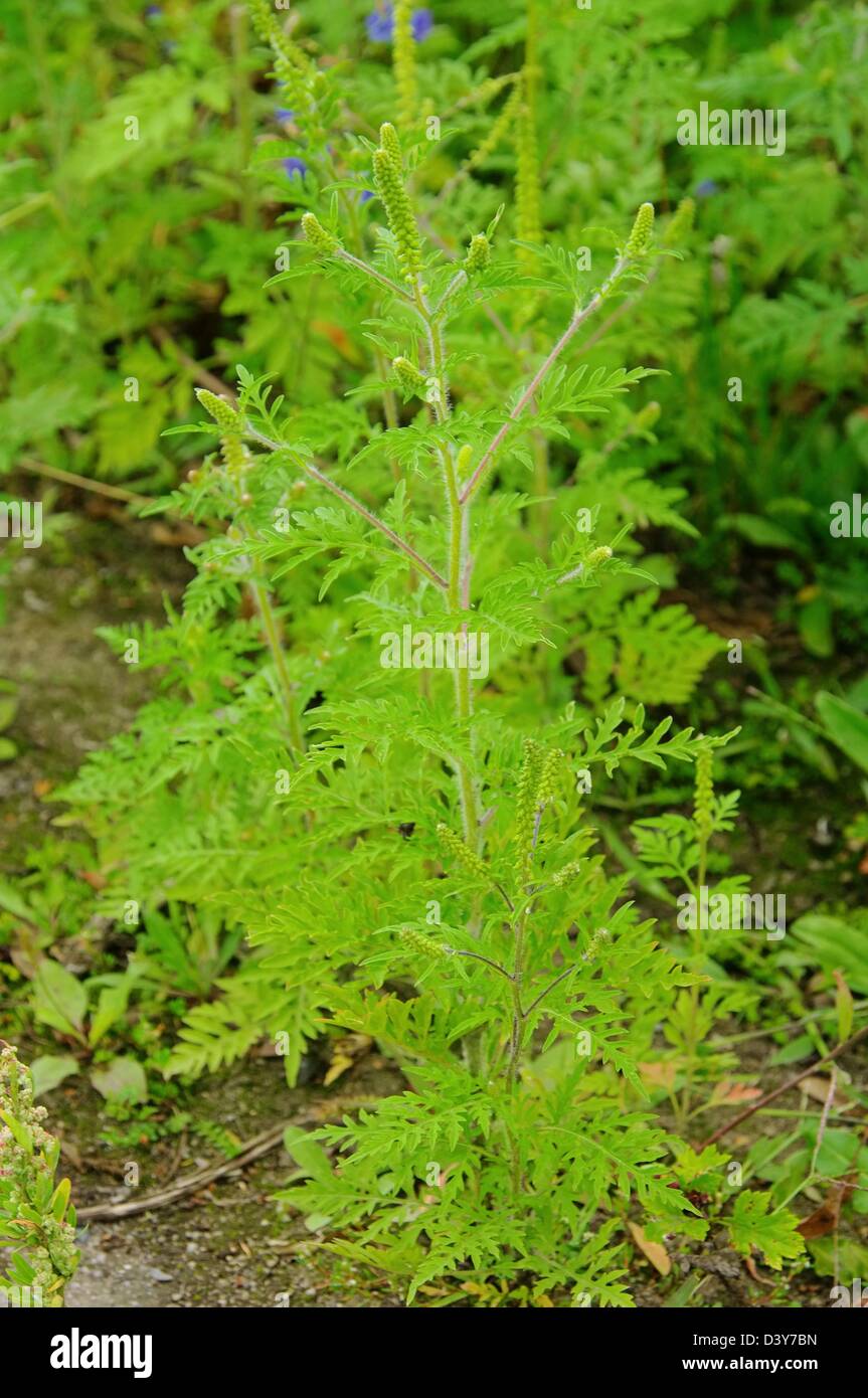 Ambrosia - Common Ragweed 11 Stock Photo