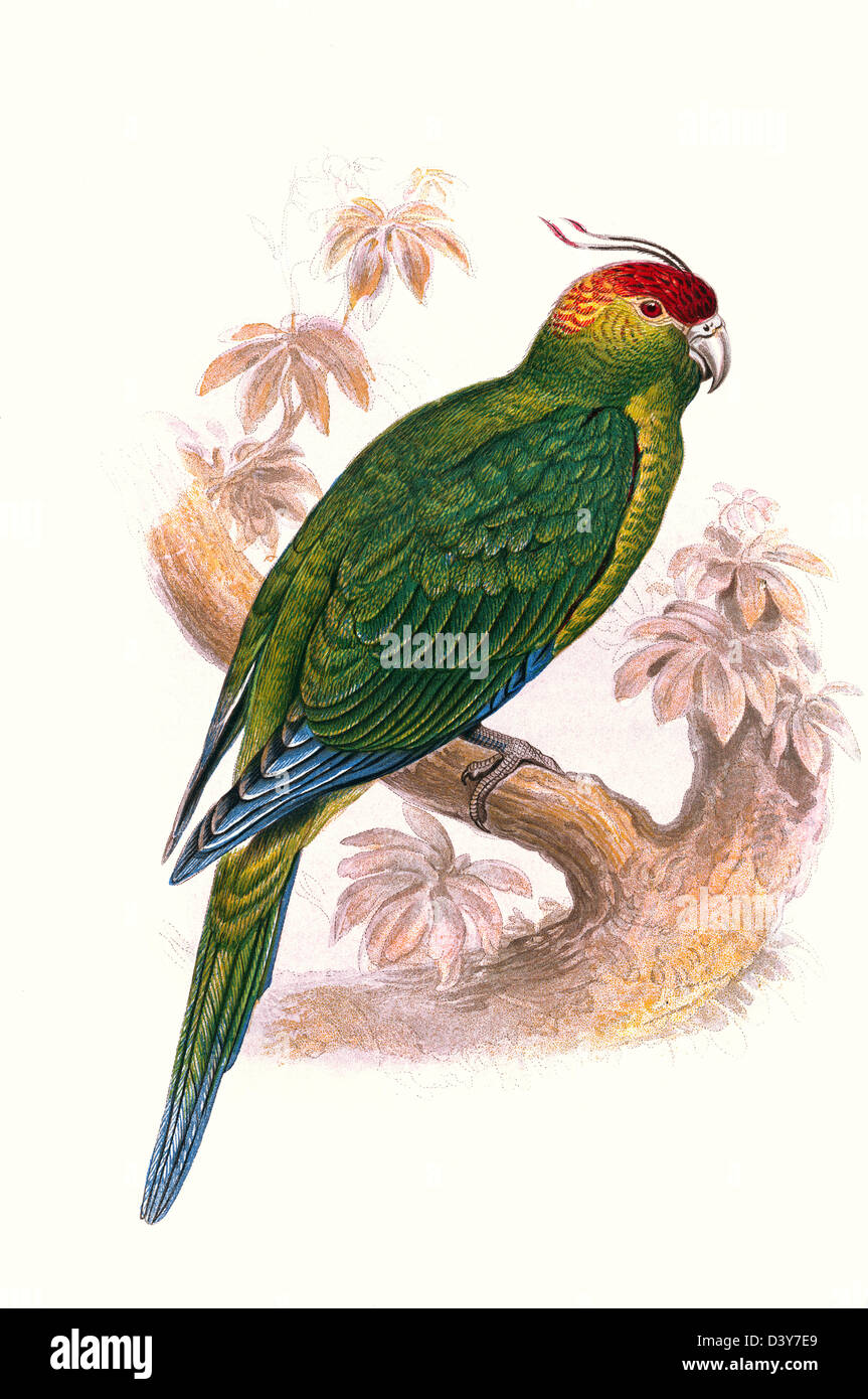 PARAKEET WATERCOLOUR High resolution Lithograph Illustration of antiquarian Victorian colour plate from 1860's Cassell's Book of Birds THE GROUND PARAKEET Stock Photo