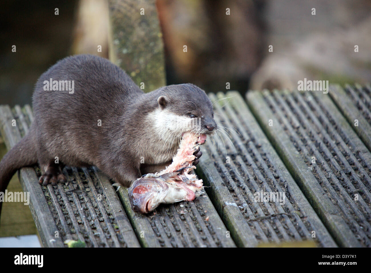 Otter eating fish Stock Photo - Alamy