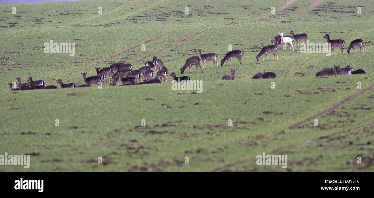 Fallow deer (Dama dama) searching for food on an autumn sowing Stock Photo