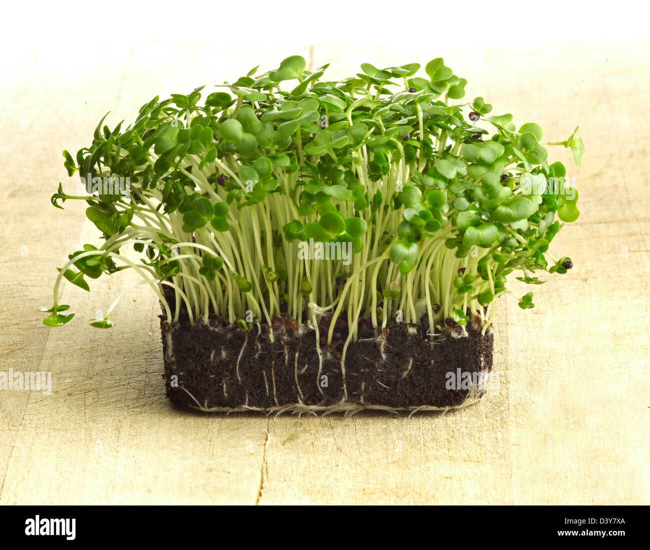 Fresh Grass, cress,  seedling in the ground Stock Photo