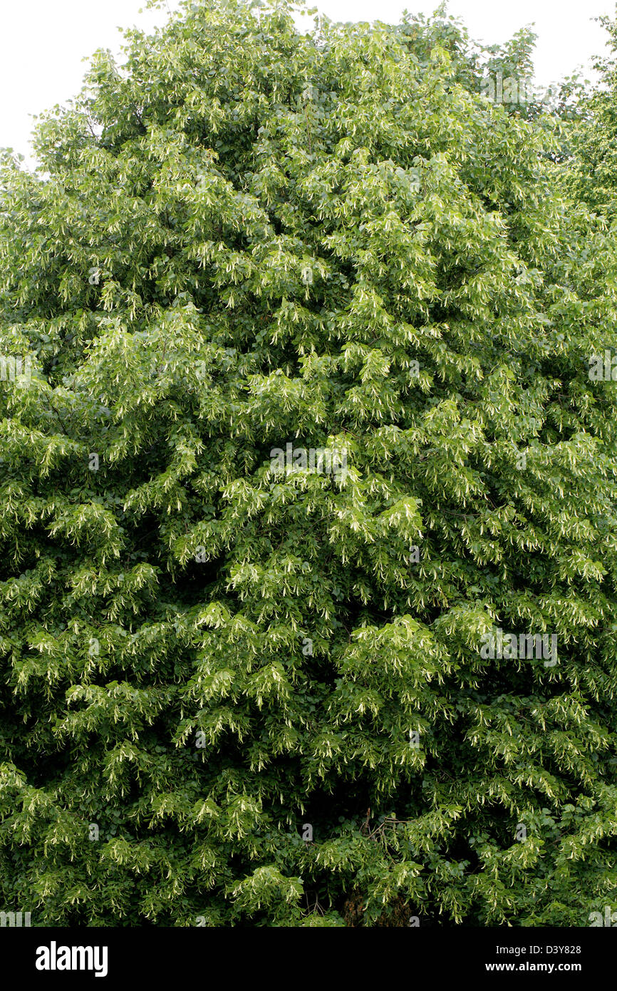 Common Lime Tree, Tilia vulgaris, Tiliaceae. In Flower. Stock Photo