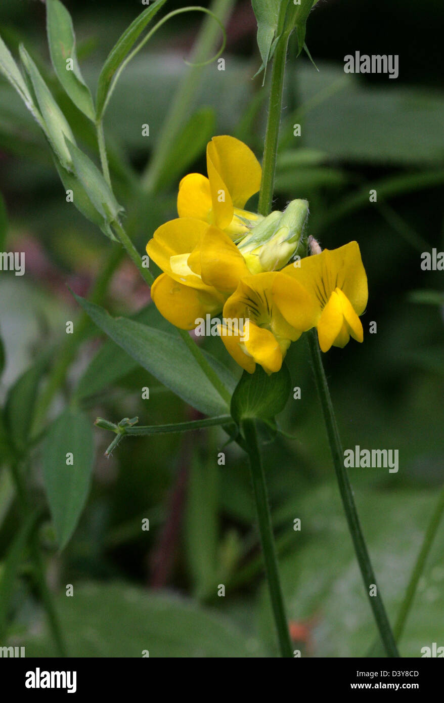 Meadow Vetchling, Lathyrus pratensis, Fabaceae. Stock Photo