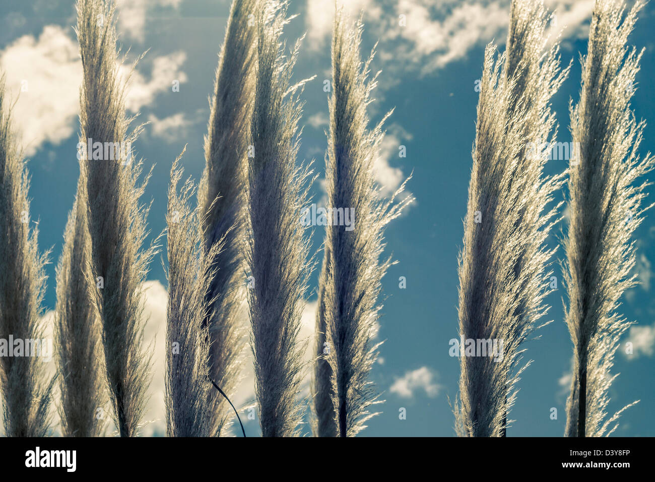 Detail of reed over blue cloudy sky. Stock Photo
