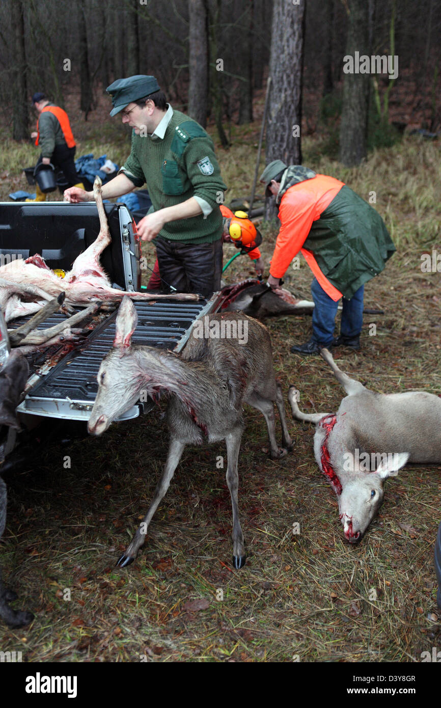 Lehnitz, Germany, Federal Foerster lay killed wild game on the loading area of a car Stock Photo