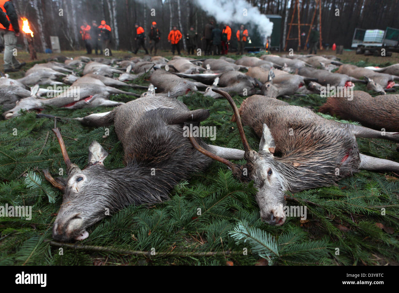 Lehnitz, Germany, killed wild game on the ground Stock Photo