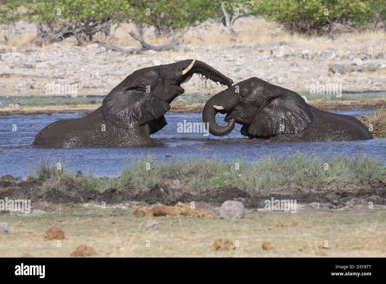 Elephants at play in a water hole, Etosha National Park Stock Photo