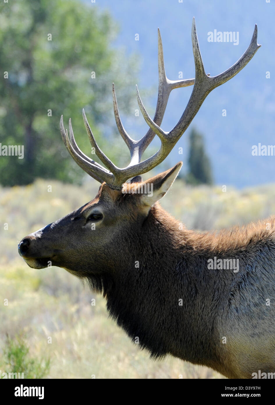 Old norse elgr hires stock photography and images Alamy