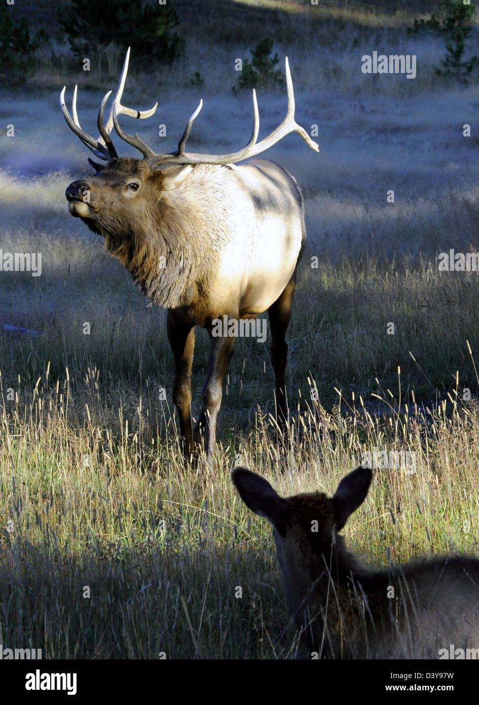 Male Elk engage in ritualized mating behavior during rut antler sparing, bugling vocalizations with female in foreground,antler, Stock Photo