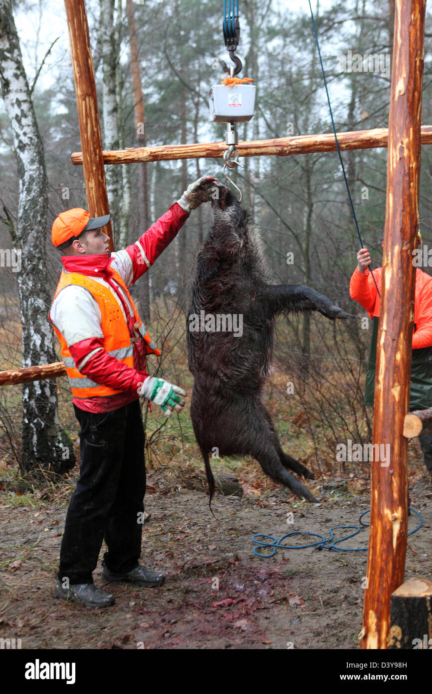 Lehnitz, Germany, place killed boar weighed Stock Photo