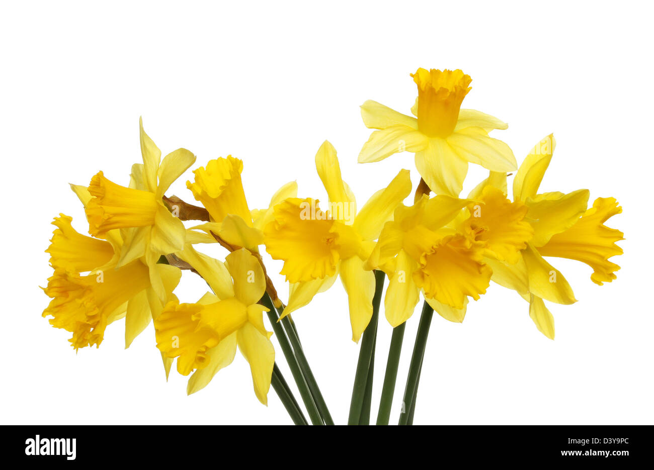 Spray of golden yellow daffodils isolated against white Stock Photo