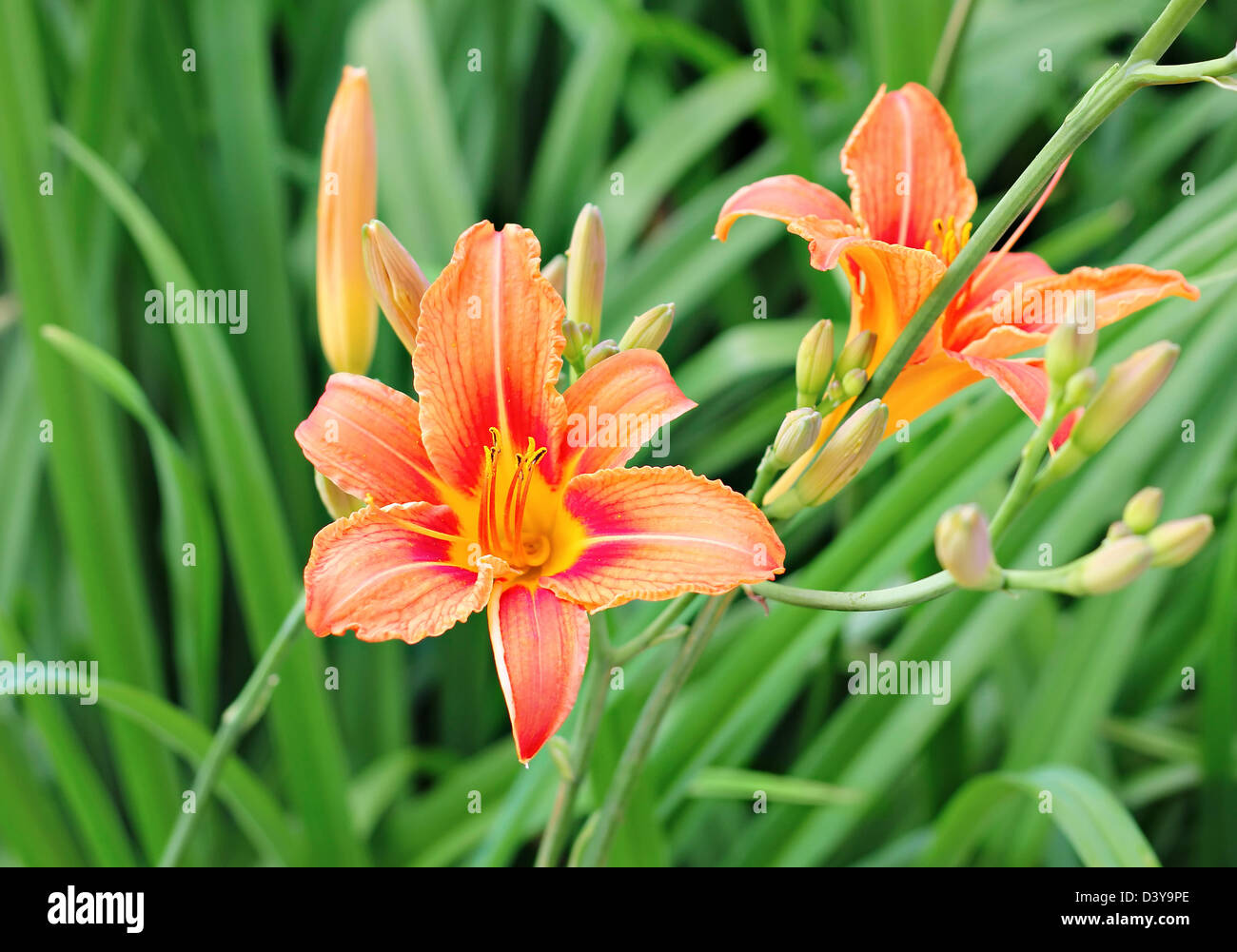 Pink lily in the garden Stock Photo
