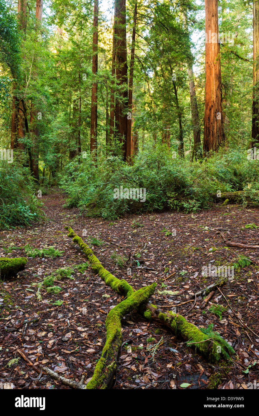 REDWOOD TREES IN BIG BASIN REDWOODS STATE PARK Stock Photo Alamy