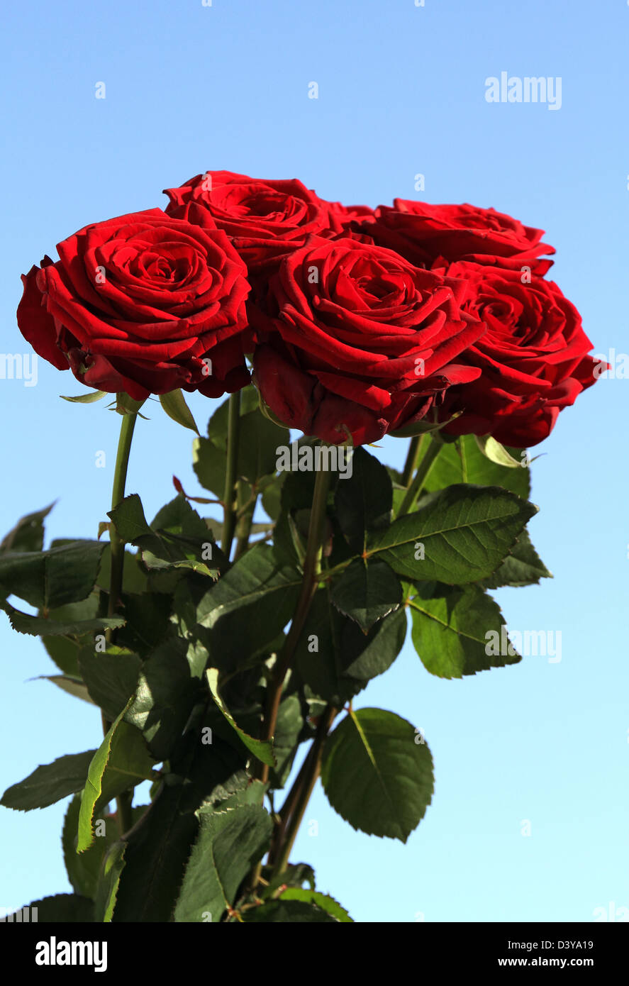 Berlin, Germany, red roses Stock Photo