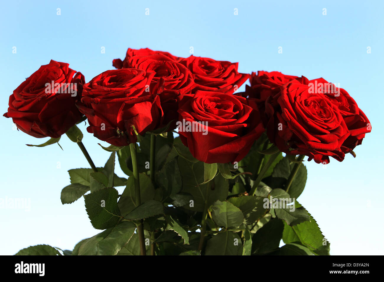Berlin, Germany, red roses Stock Photo Alamy