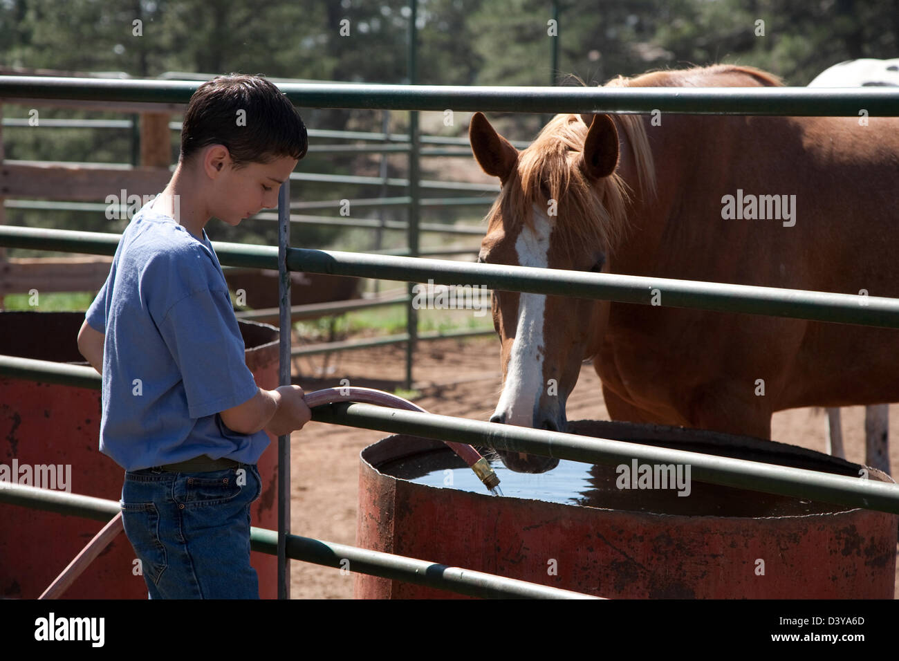 Young boy doing chores with horses on ranch or farm Stock Photo Alamy