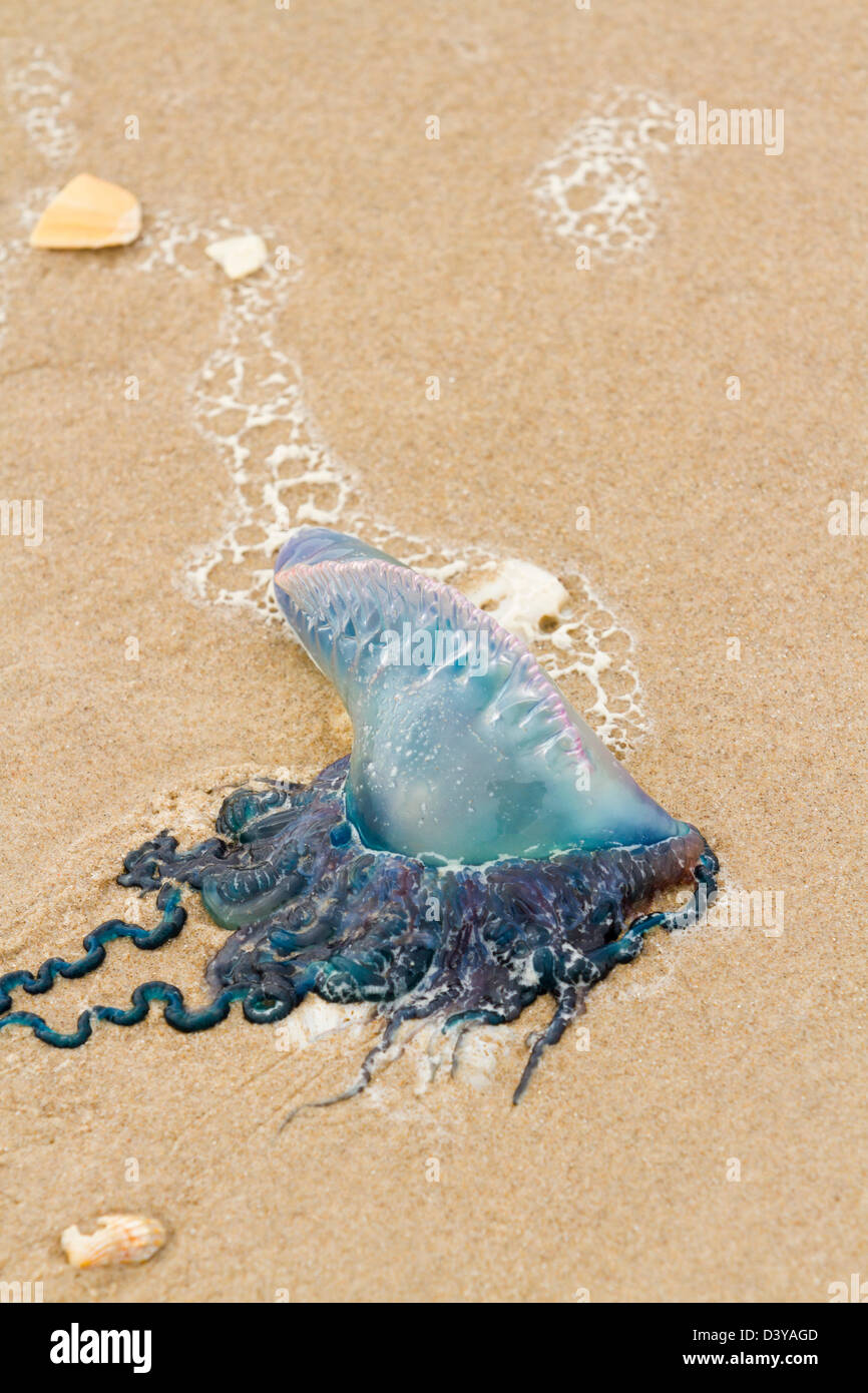 Portuguese Man O War Jellyfish on the beach of South Padre Island, TX