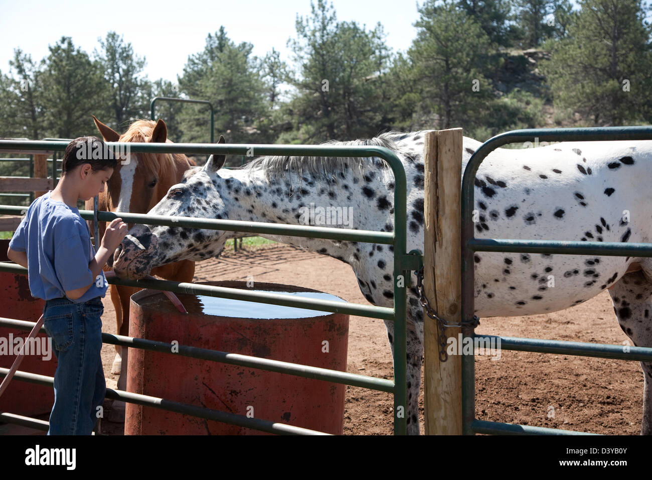 Young boy doing chores with horses on ranch or farm Stock Photo Alamy