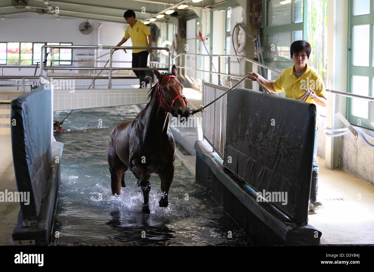 Hong Kong, China, after the horse is out of the water aquatic therapy