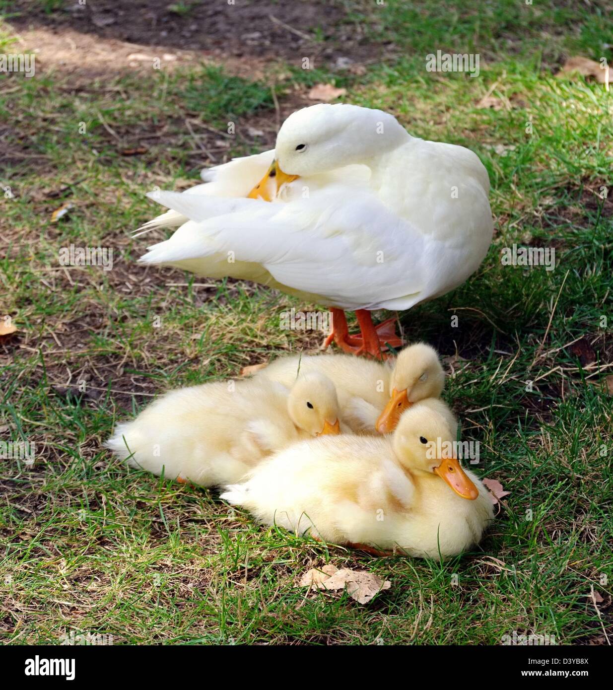 Ente mit Kueken - duck with chicks 01 Stock Photo