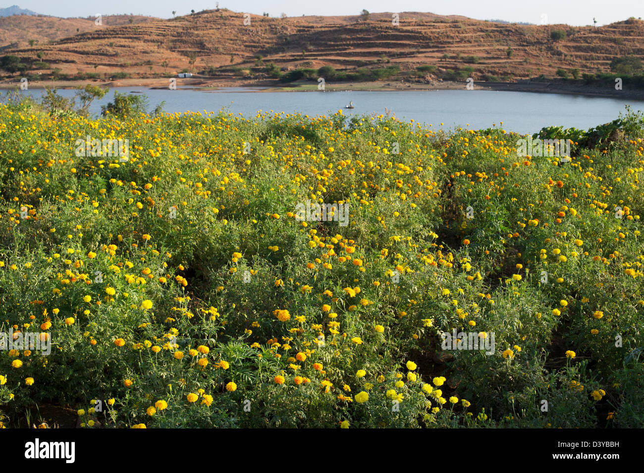 Marigold flowers cultivated in the Indian countryside for selling as religious offerings. Andhra Pradesh, India Stock Photo