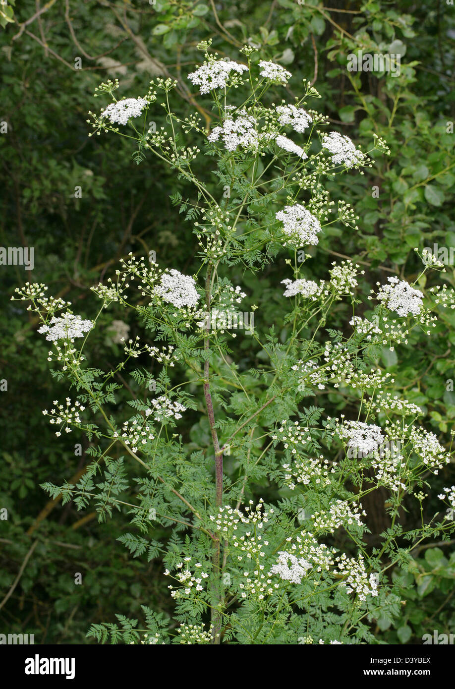 Poison Hemlock, Conium maculatum, Apiaceae. Stock Photo