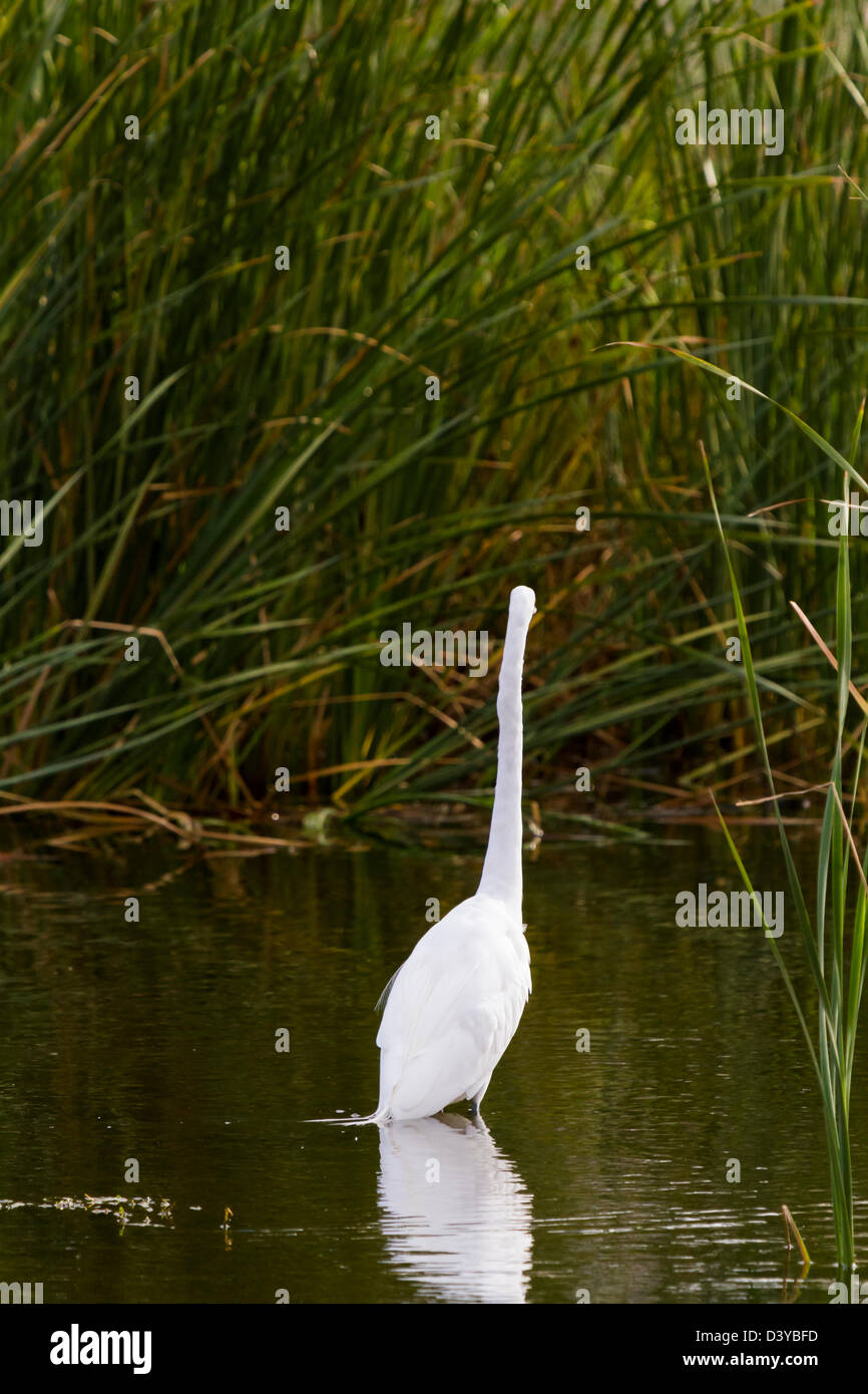 snowy-egret-in-natural-habitat-on-south-padre-island-tx-stock-photo
