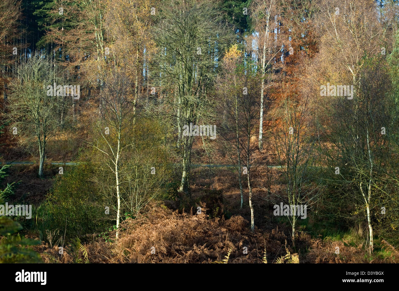 Woodland with Autumn display of stunning seasonal colour in Birches