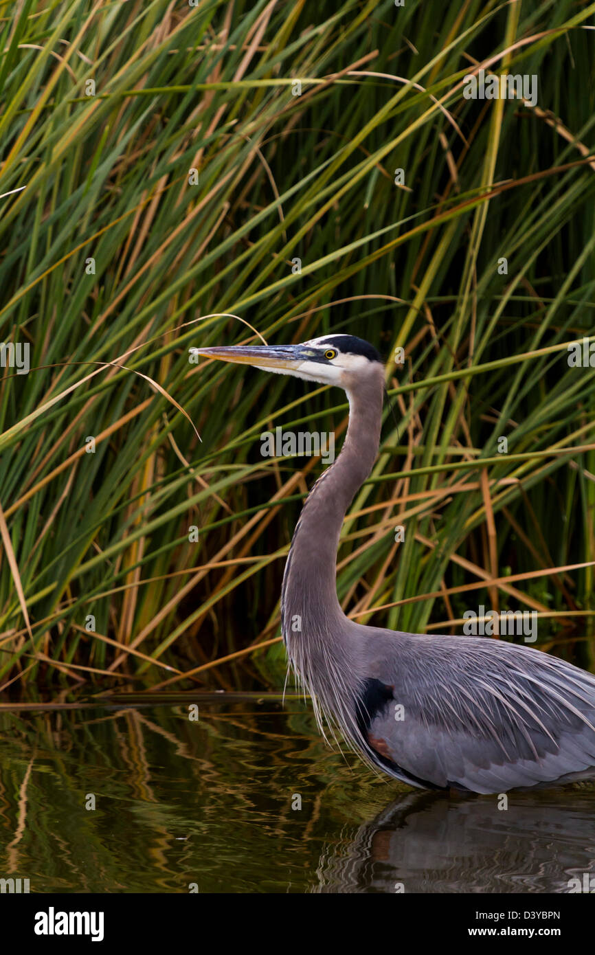 Great blue heron in natural habitat on South Padre Island, TX Stock