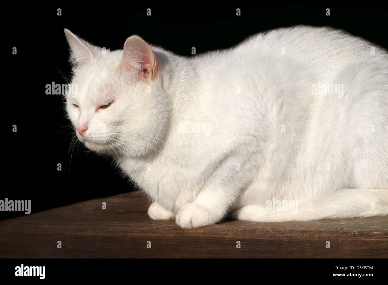 White cat sitting on the wooden stairs in the village Stock Photo - Alamy