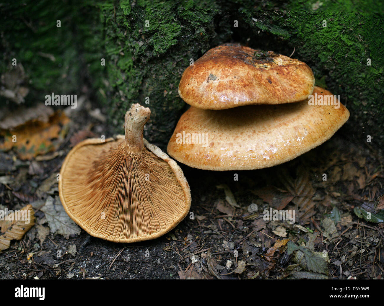 Brown Roll-rim Fungus, Paxillus involutus, Paxillaceae, Boletales, Basidiomycetes. Stock Photo