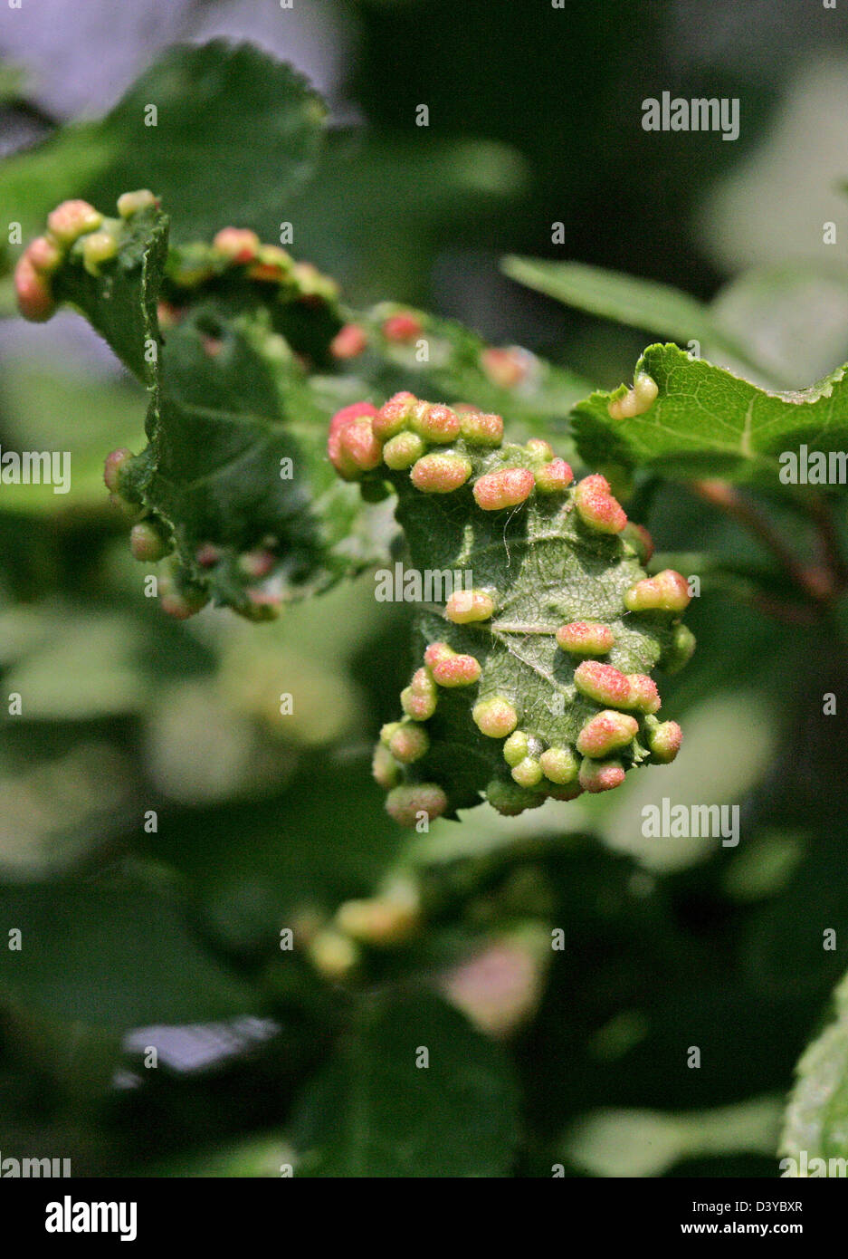 Blackthorn Gall Mite, Eriophyes similis, Eriophyidae, Actinedida, Arachnida. On Blackthorn Leaf, Prunus spinosa. Stock Photo