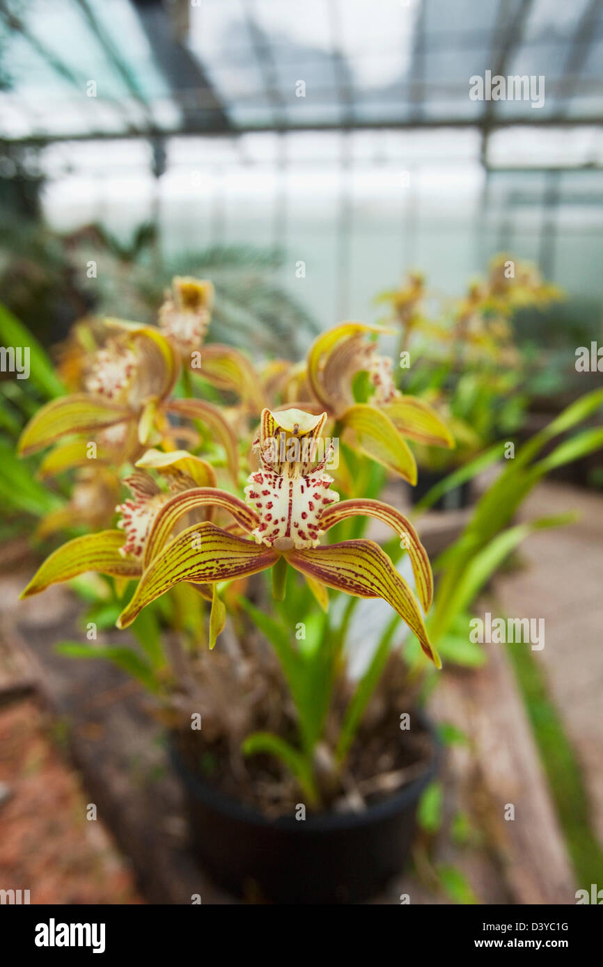 Orchid in greenhouse at the Australian National Botanic Gardens. Canberra, Australian Capital Territory (ACT), Australia Stock Photo