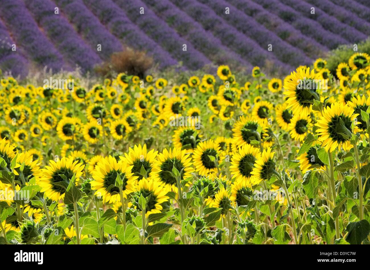 Lavendel und Sonnenblumen - lavender and sunflowers 08 Stock Photo