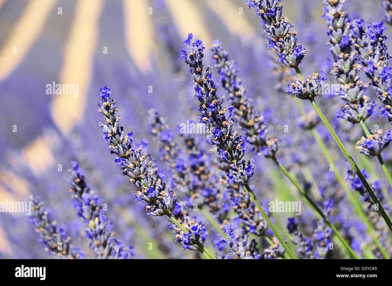 Lavendelfeld - lavender field 18 Stock Photo